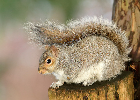 Grey Squirrel Neosciurus carolinensis
