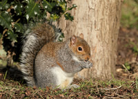 Grey Squirrel Neosciurus carolinensis