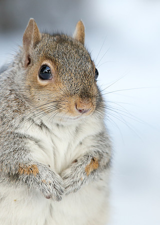 Grey Squirrel Neosciurus carolinensis