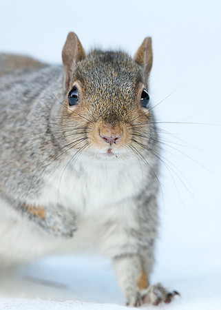 Grey Squirrel Neosciurus carolinensis