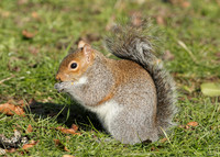 Grey Squirrel Neosciurus carolinensis