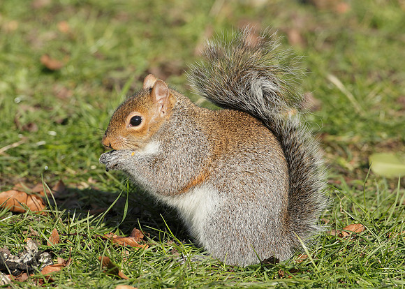 Grey Squirrel Neosciurus carolinensis