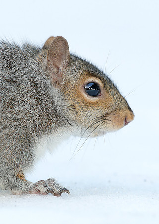 Grey Squirrel Neosciurus carolinensis