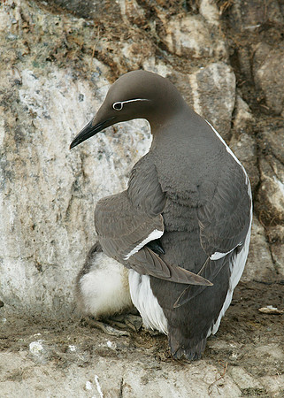 Guillemot Uria aalge