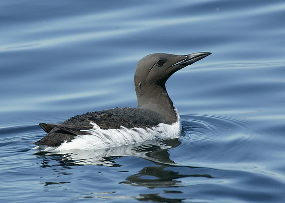 Guillemot Uria aalge