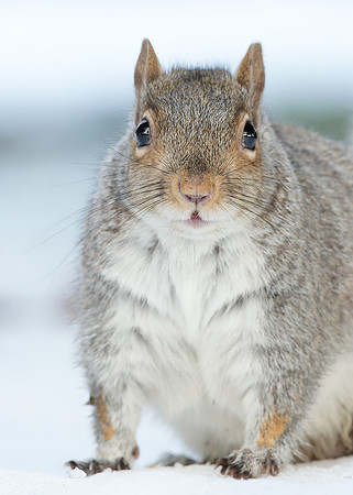 Grey Squirrel Neosciurus carolinensis