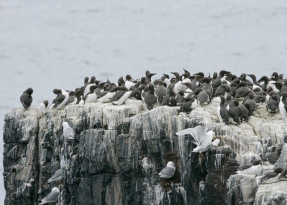 Guillemot Uria aalge