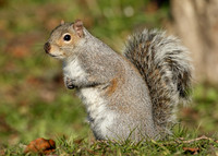 Grey Squirrel Neosciurus carolinensis
