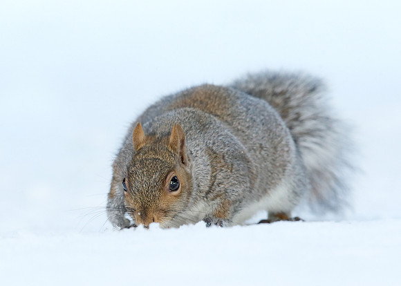 Grey Squirrel Neosciurus carolinensis