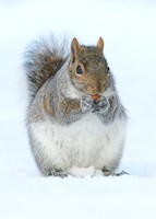 Grey Squirrel Neosciurus carolinensis