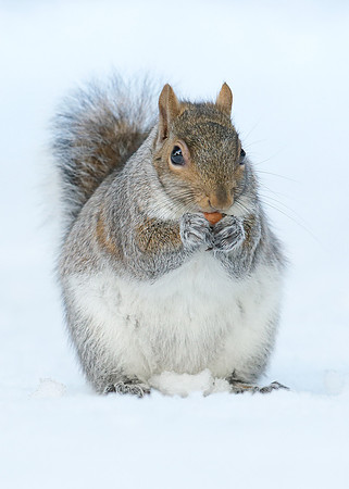 Grey Squirrel Neosciurus carolinensis