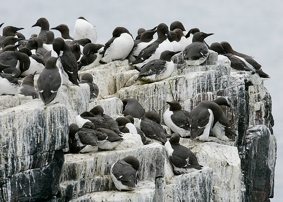 Guillemot Uria aalge