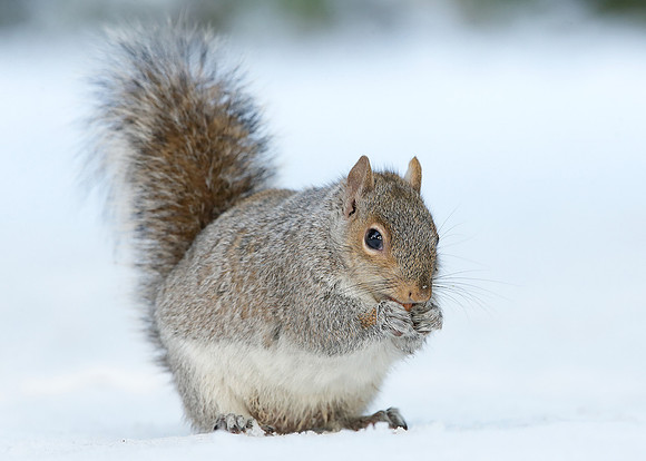 Grey Squirrel Neosciurus carolinensis