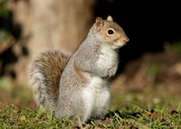 Grey Squirrel Neosciurus carolinensis