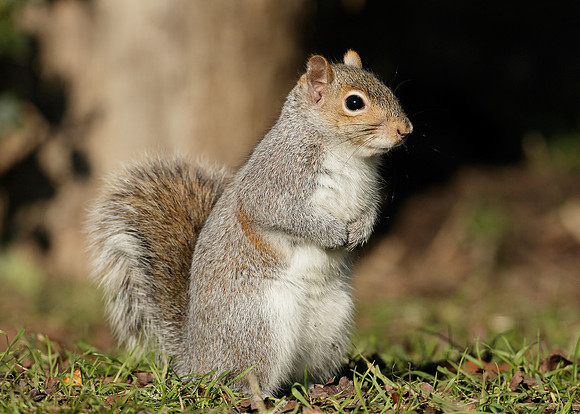 Grey Squirrel Neosciurus carolinensis