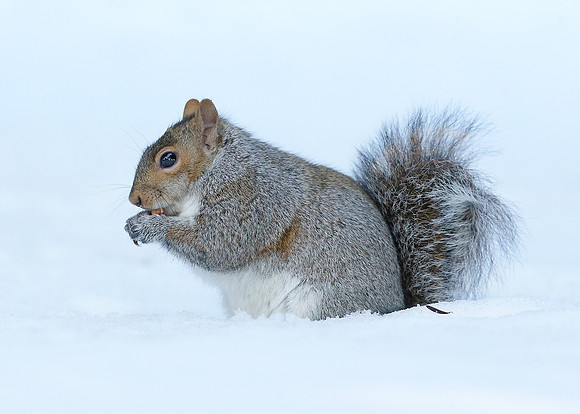 Grey Squirrel Neosciurus carolinensis