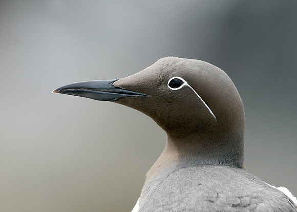 Guillemot Uria aalge