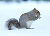 Grey Squirrel Neosciurus carolinensis
