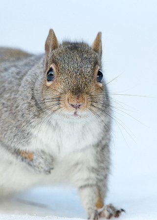 Grey Squirrel Neosciurus carolinensis