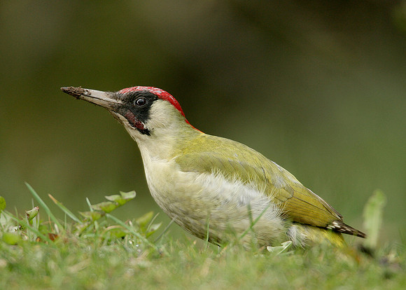 Green Woodpecker Picus viridis