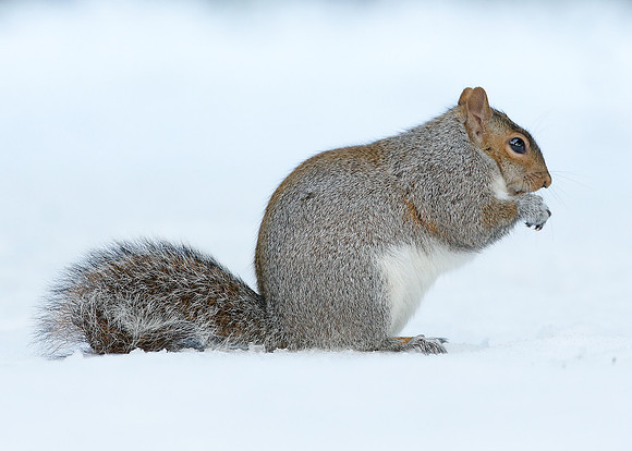 Grey Squirrel Neosciurus carolinensis