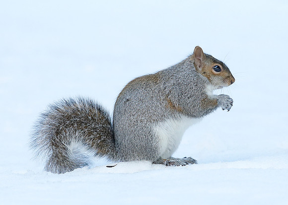 Grey Squirrel Neosciurus carolinensis