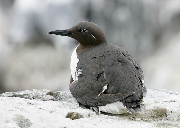 Guillemot Uria aalge