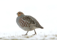 Grey Partridge Perdix perdix