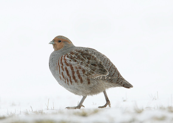 Grey Partridge Perdix perdix