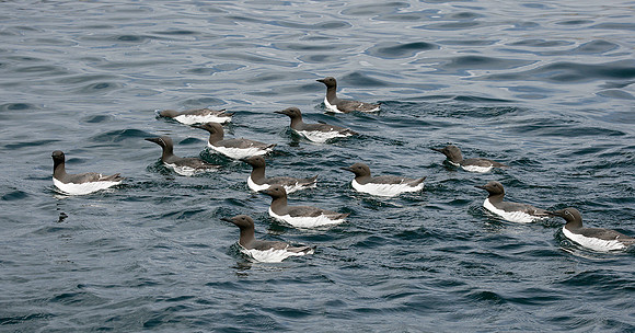 Guillemot Uria aalge