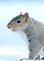 Grey Squirrel Neosciurus carolinensis