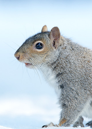 Grey Squirrel Neosciurus carolinensis