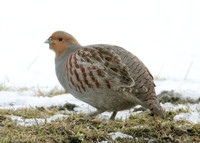 Grey Partridge Perdix perdix