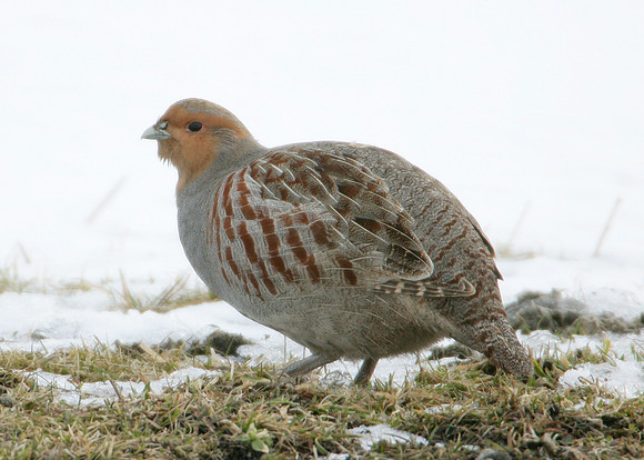 Grey Partridge Perdix perdix