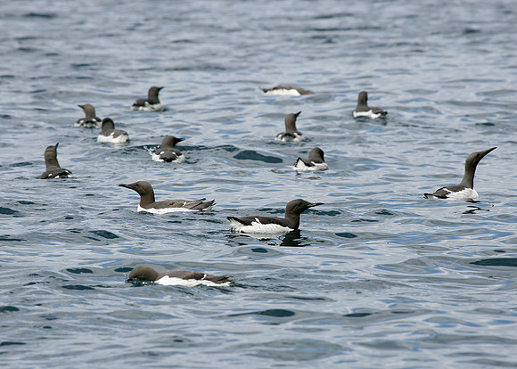 Guillemot Uria aalge