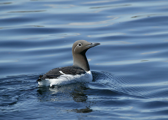 Guillemot Uria aalge
