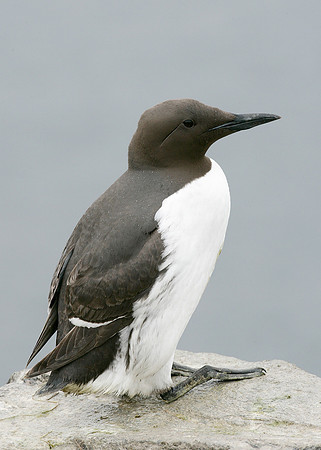 Guillemot Uria aalge