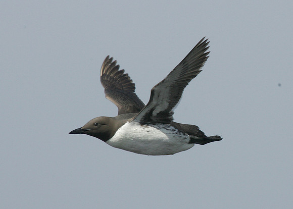 Guillemot Uria aalge
