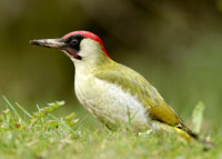 Green Woodpecker Picus viridis