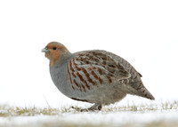 Grey Partridge Perdix perdix