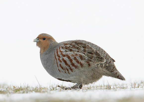 Grey Partridge Perdix perdix