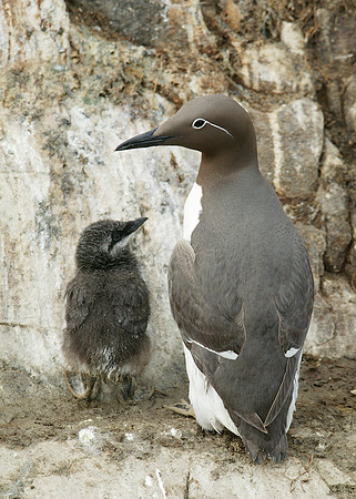 Guillemot Uria aalge