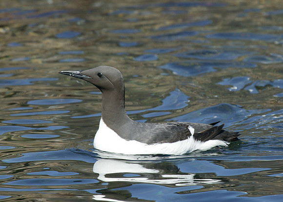 Guillemot Uria aalge
