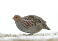 Grey Partridge Perdix perdix