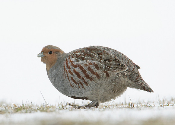 Grey Partridge Perdix perdix