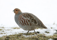 Grey Partridge Perdix perdix