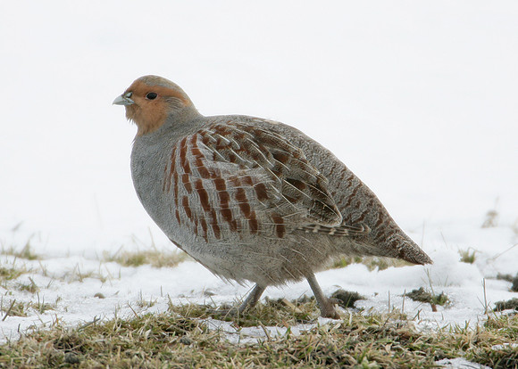 Grey Partridge Perdix perdix