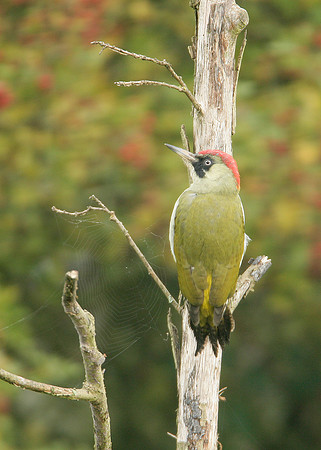 Green Woodpecker Picus viridis