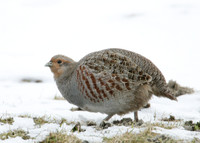 Grey Partridge Perdix perdix
