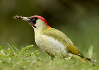 Green Woodpecker Picus viridis